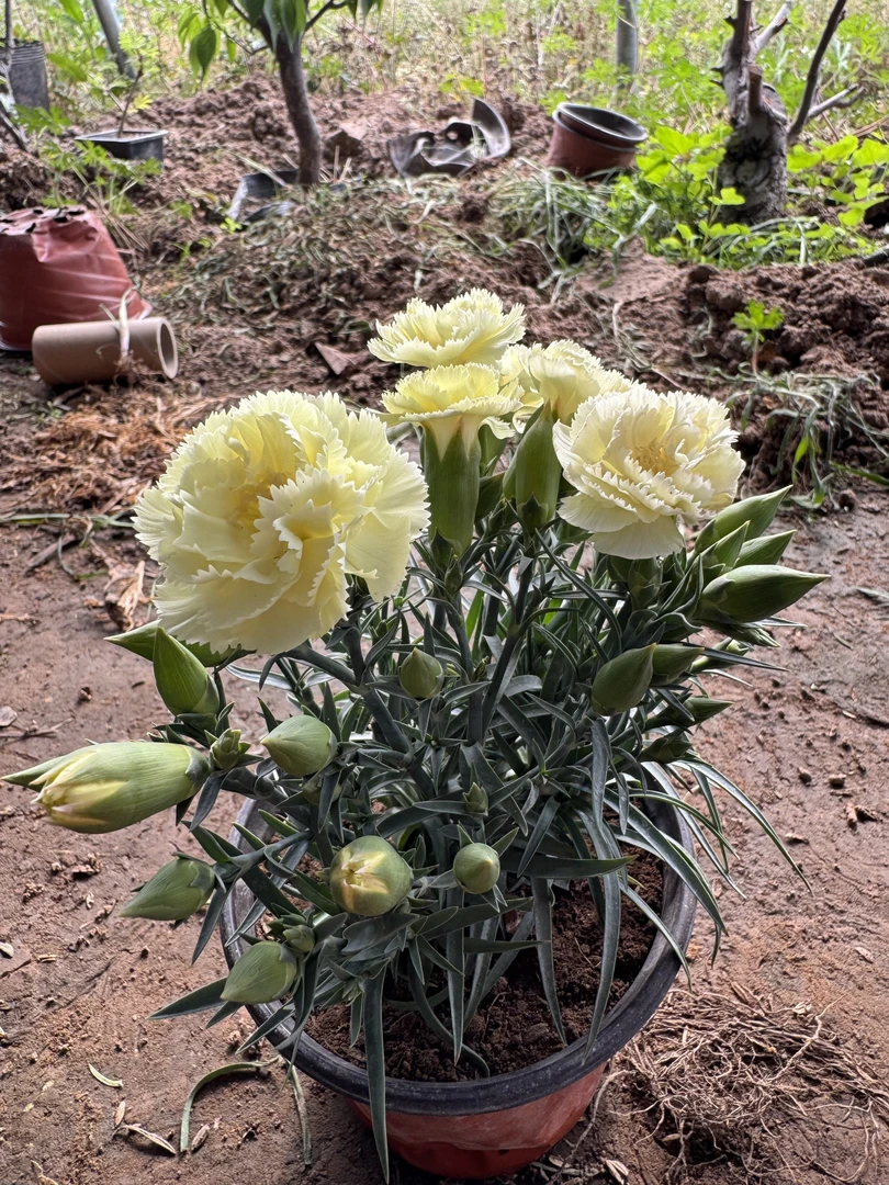 康乃馨【奶油黄】四季开花 带花苞盆栽庭院 原盆原土发货