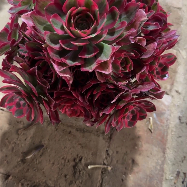 观****）妖月捧花226肉肉