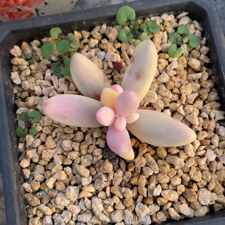 红手指拉丝锦一物一拍