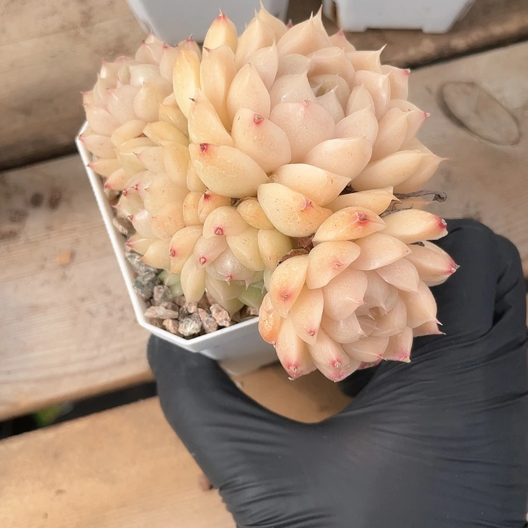 优选麦秆福利8582