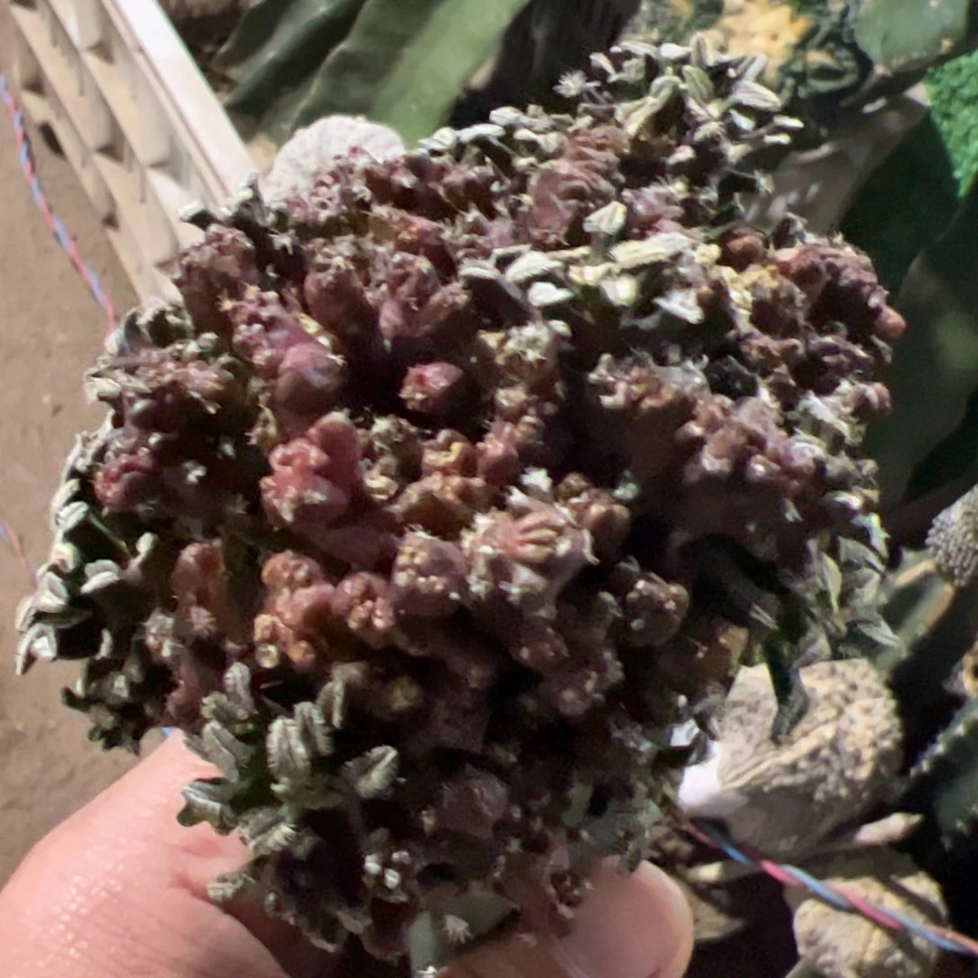 贝氏石化仙人球792