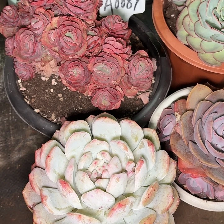 本*梦露一物一拍A0089