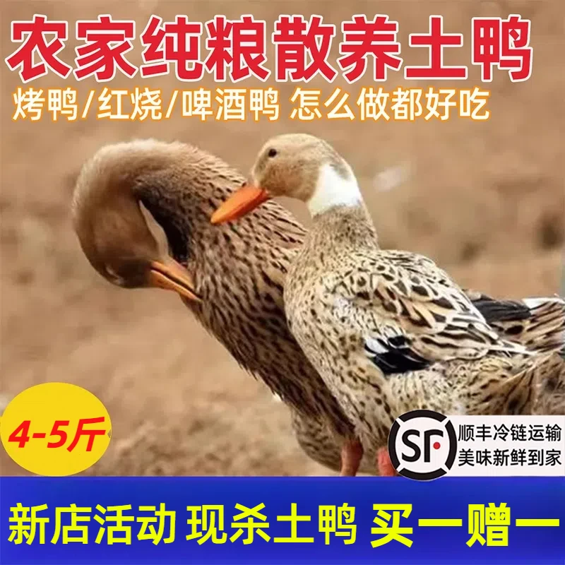 【拍一发二】共2只农家散养土鸭子顺丰冷链 无掌翅 单只净重2-2.5斤