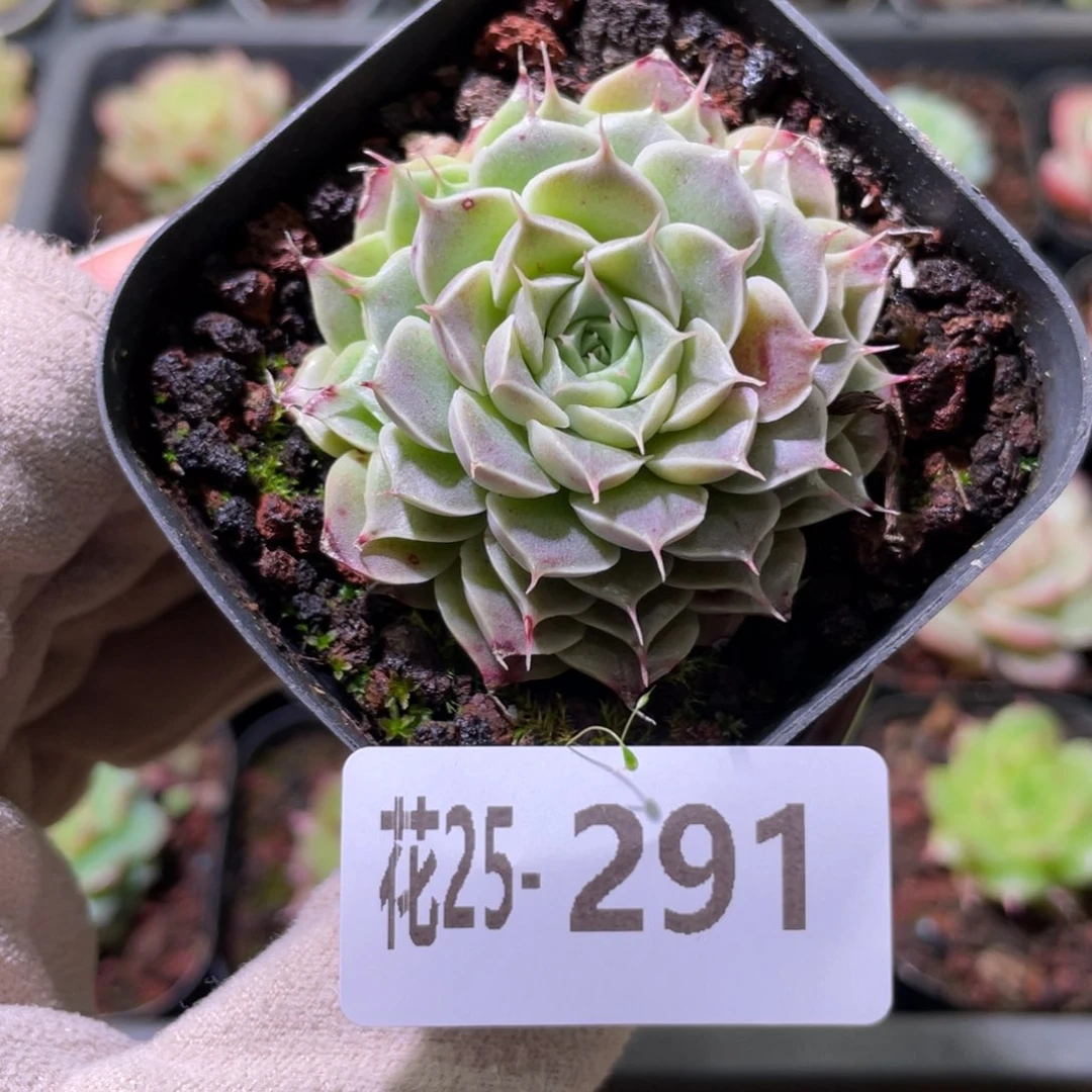 花利美25-291新品