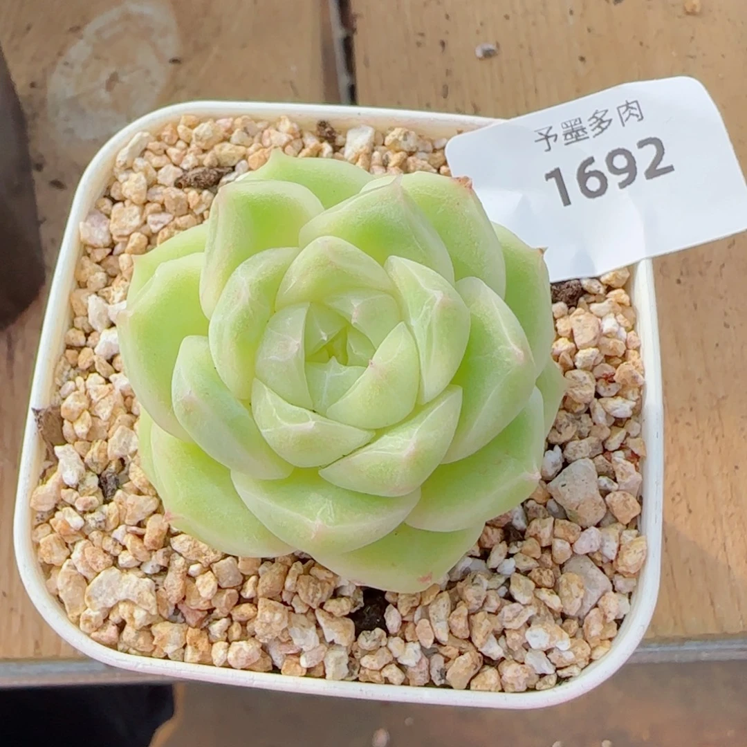 梨花白，1692多肉植物