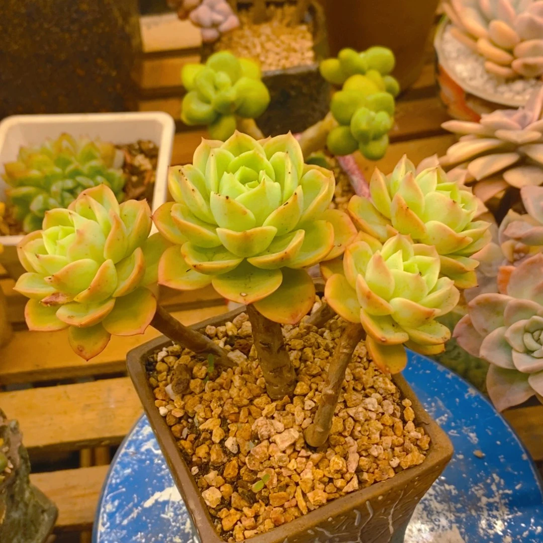 芒***妃多肉植物肉肉植物