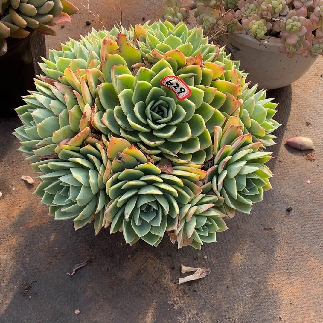 629三色堇一物一拍多肉