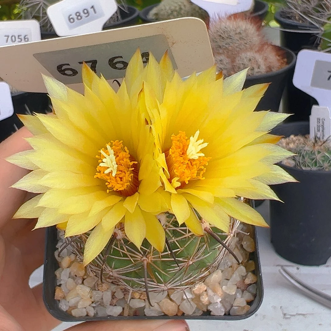 6764顶花实生裸根发货