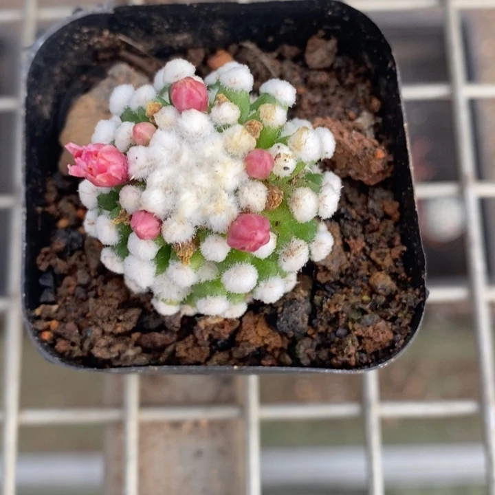 伯克利和他的朋友们在一起