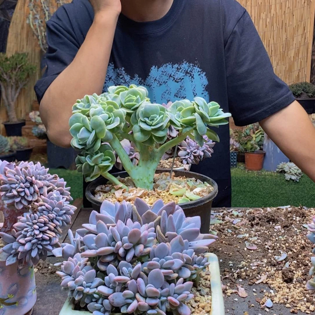 桃**爱24号可爱玫瑰