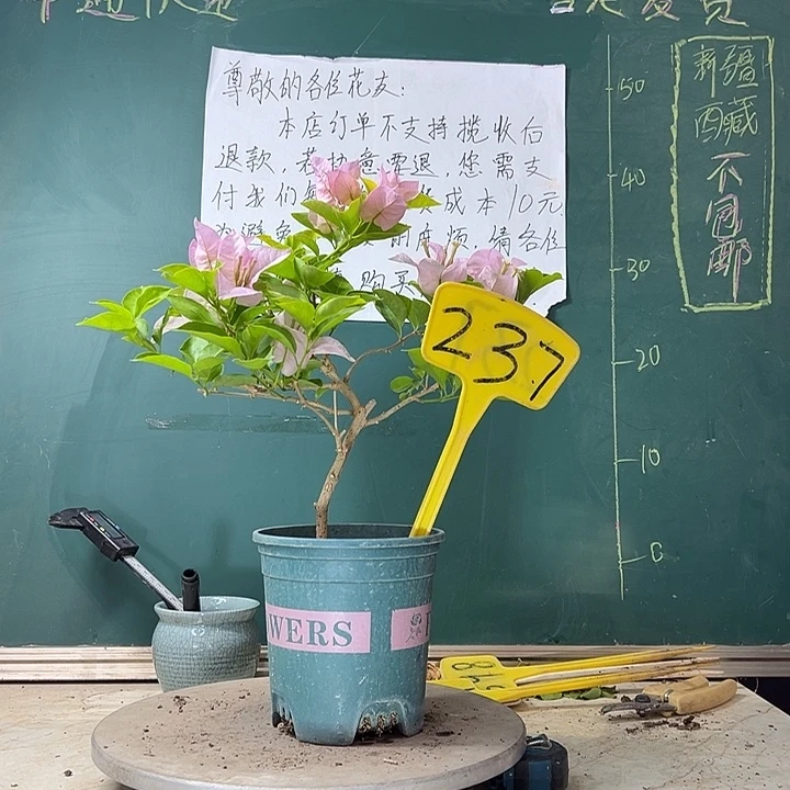 当前无花栽培后可以开花粉天使237