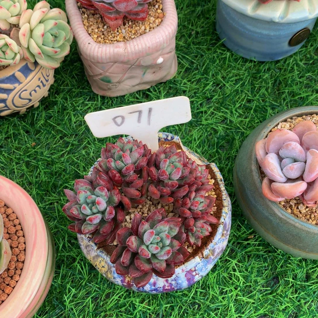 苏*雪艳多肉植物67373