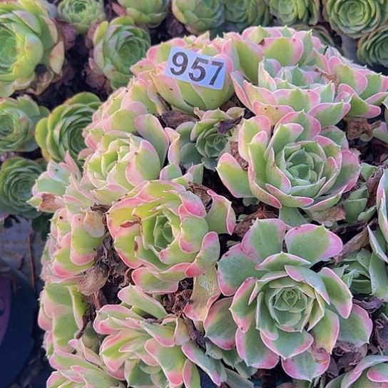 双****多肉植物一个粉玲珑