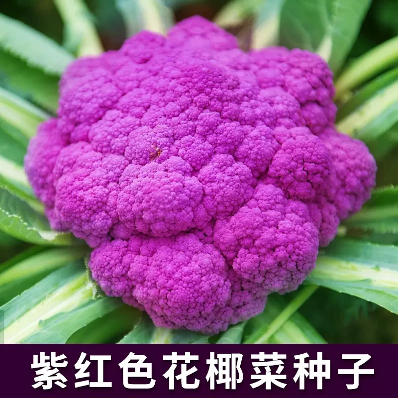 【全店满五包包邮】紫色花椰菜种子紫色花菜农家庭院蔬菜种子