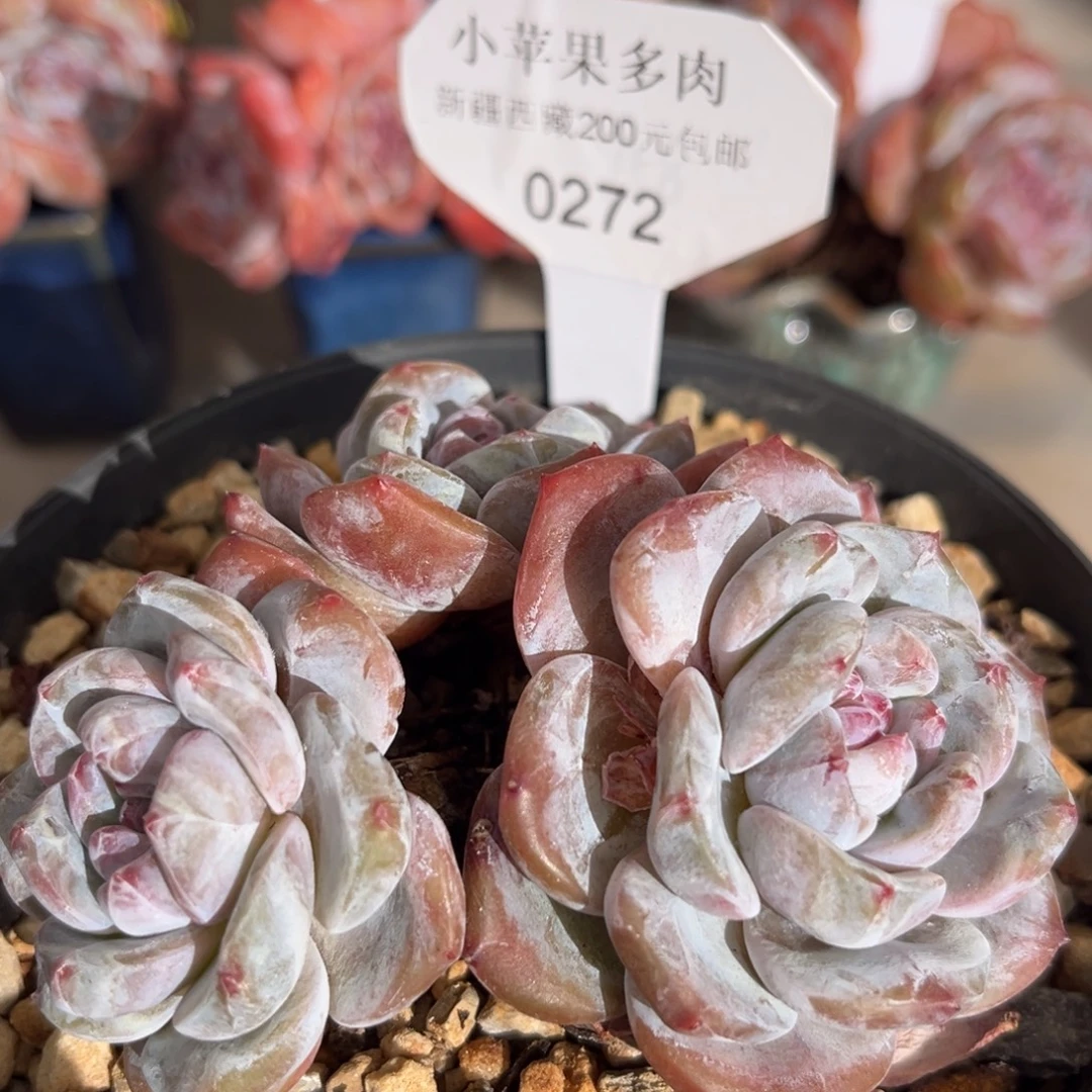 绿底紫心272/9cm3头