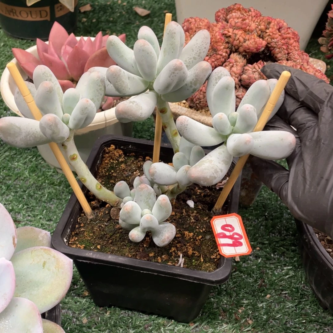 089 一物一拍28包邮非偏远