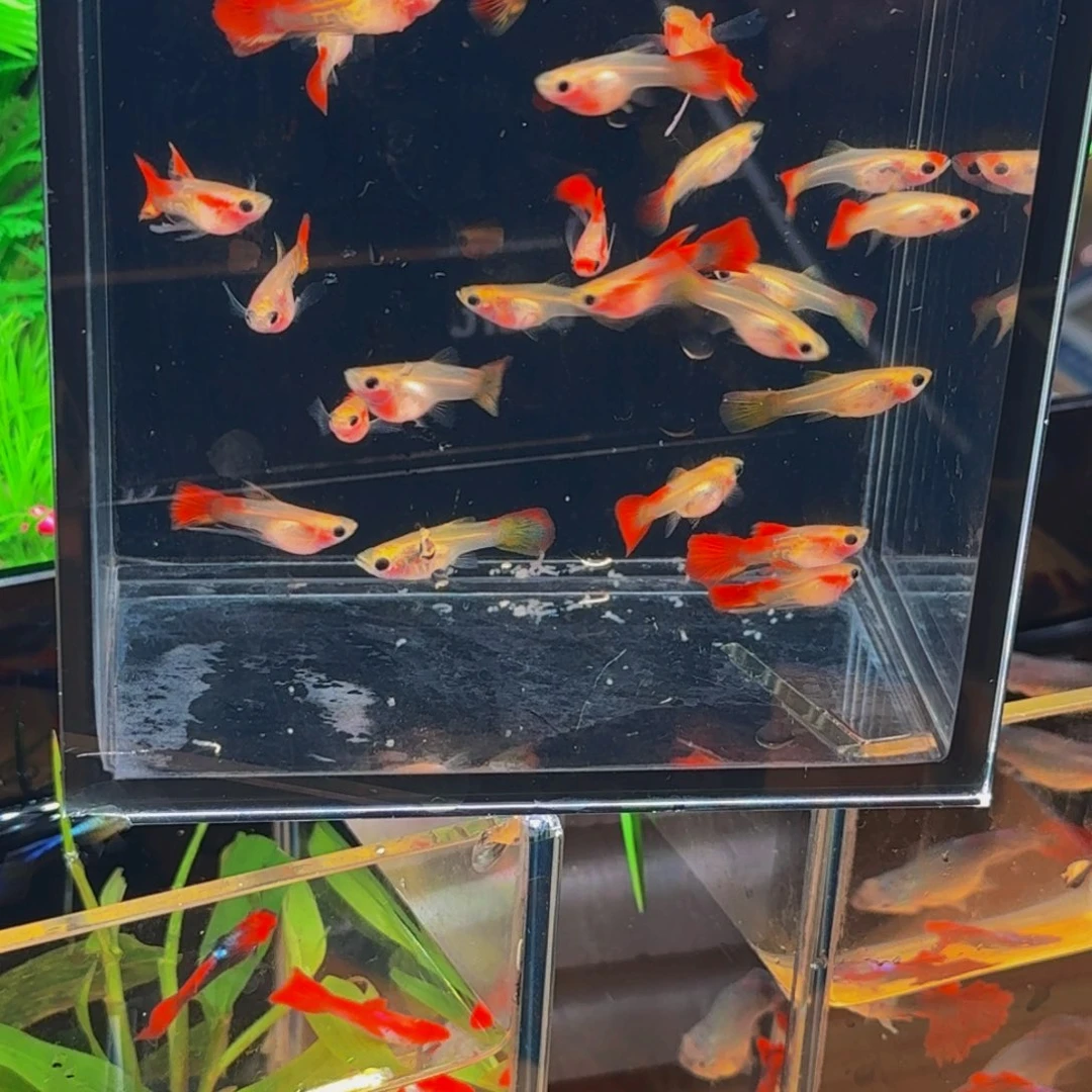 孔雀鱼皇家落日琉璃玻璃猫，缎带公鱼普通母鱼，8送2备损，发5对10条