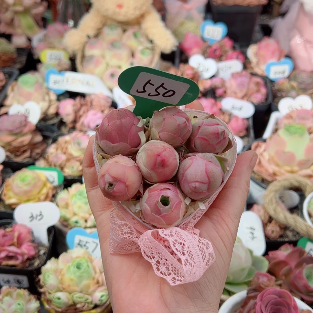 万***新550帕系桃子小爱心组合