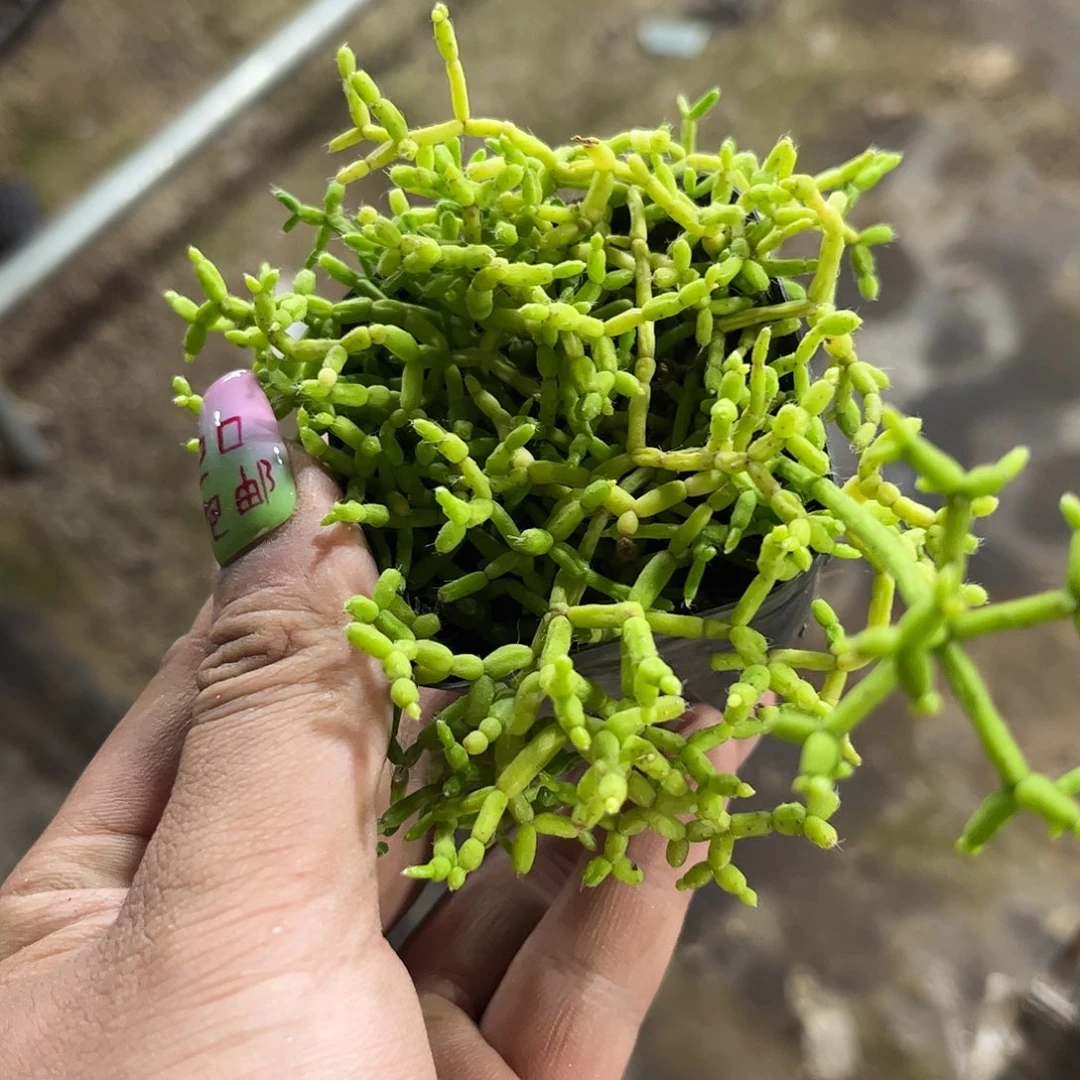 木偶人单头发货有根发货