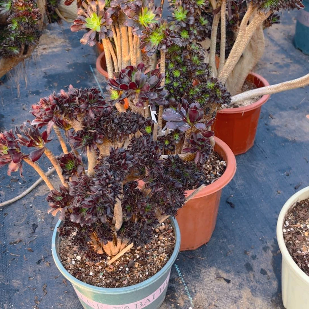 老**的两颗法师法师069