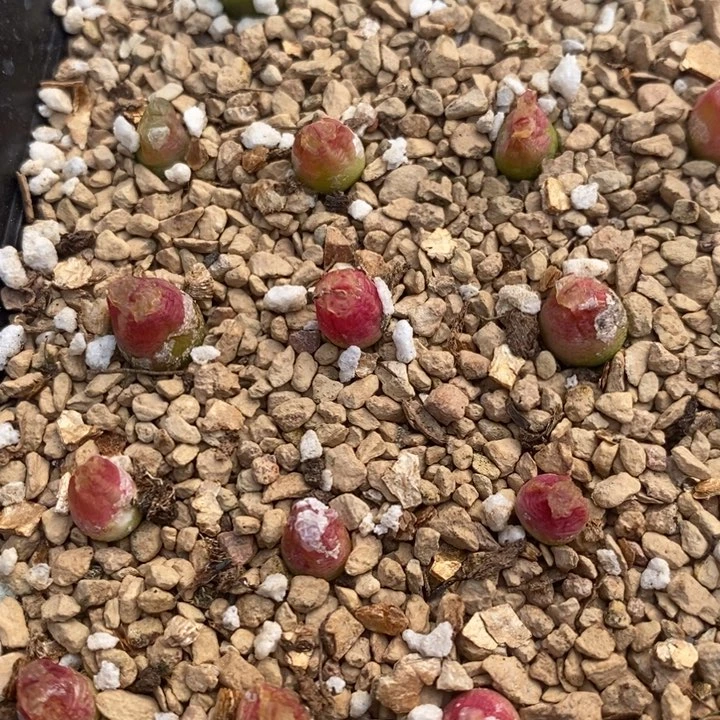 2362雪茄一颗买3送1