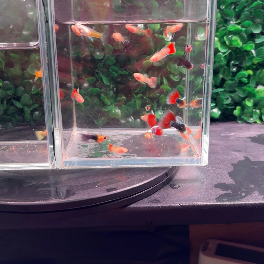 孔雀鱼全家福18条