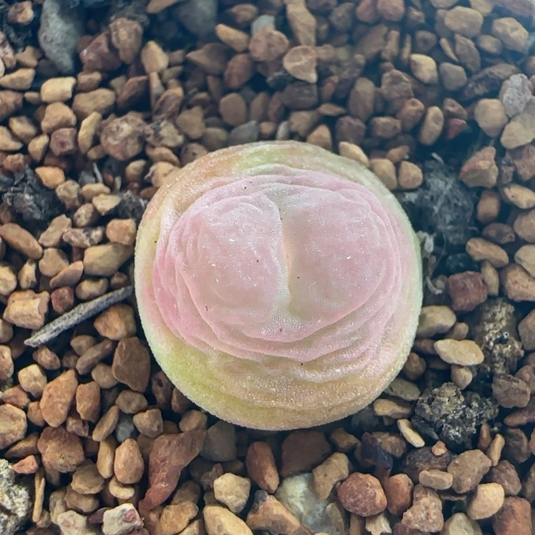 1238/尺寸1.1+/紫皮拉登/