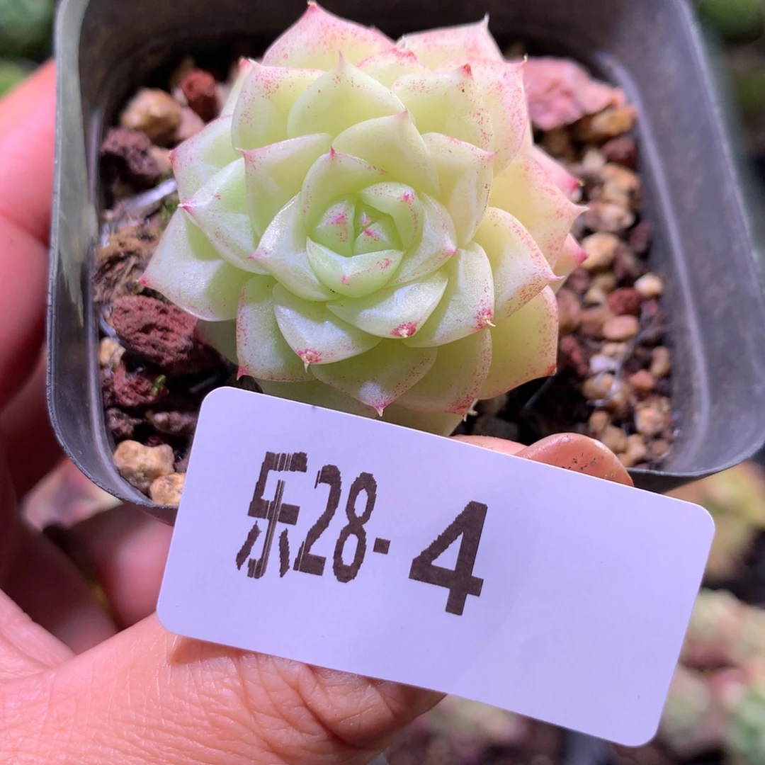 乐然28-4 白天鹅