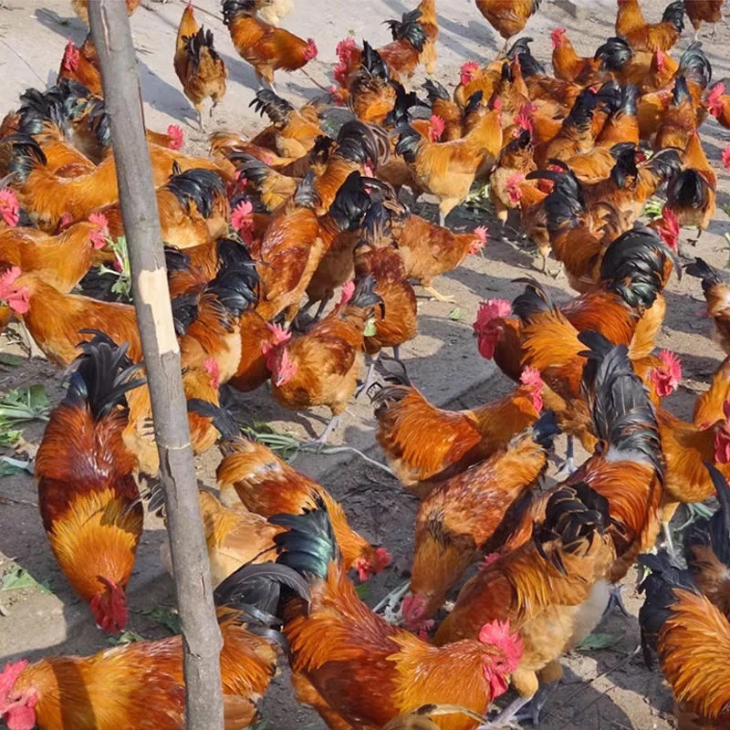 东北农村散养黄爪老公鸡 现宰现发 顺丰包邮