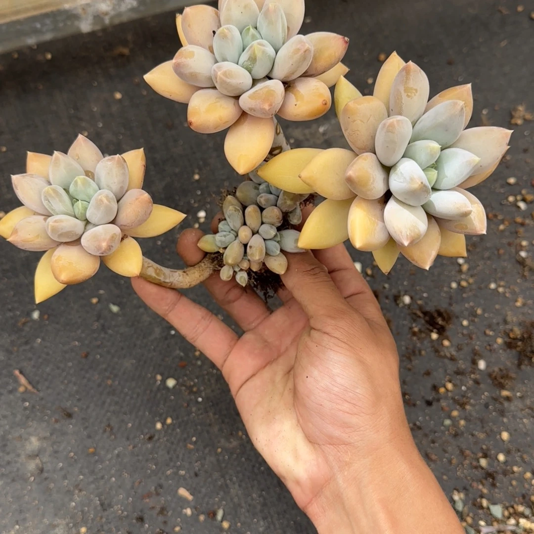 一物一拍精控黄胖体哥特53