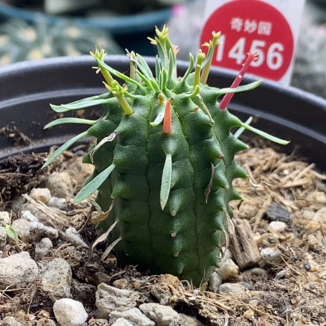 实生群星冠2.7cm一棵仙人球