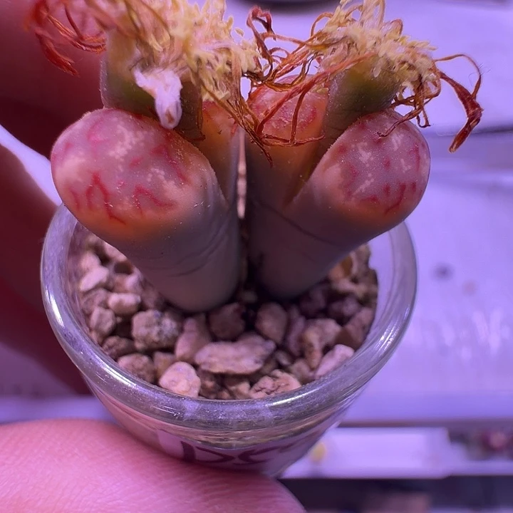 50号，小鹿角双头生石花带瓶，腾地方福利带瓶土发货！