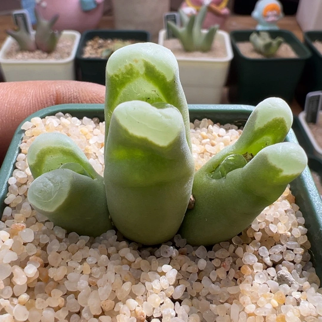 781青蛙优选2151三头母本