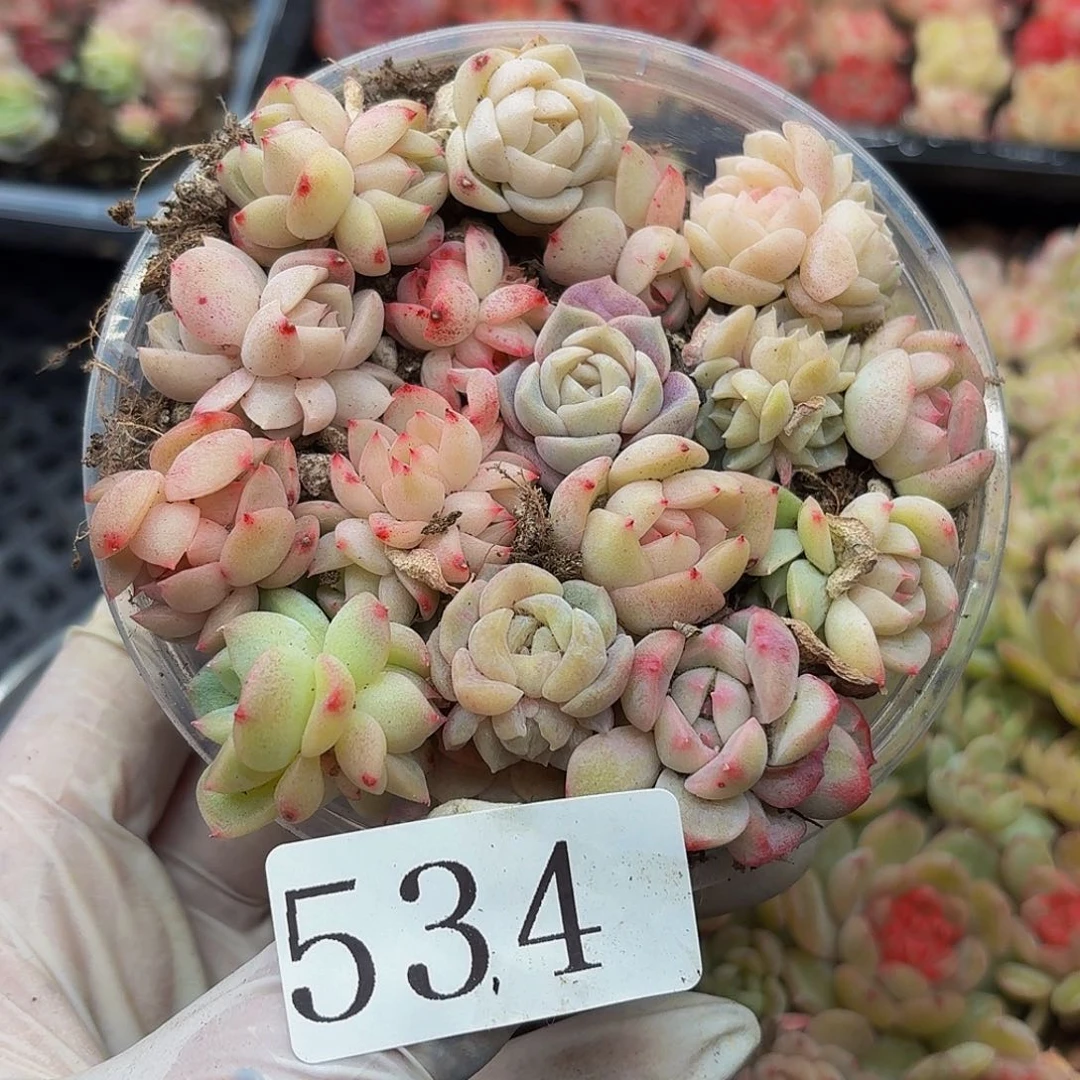 多肉植物多肉植物534