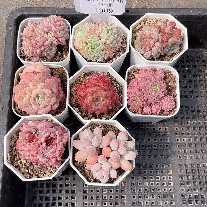 薇薇安园艺多肉1909