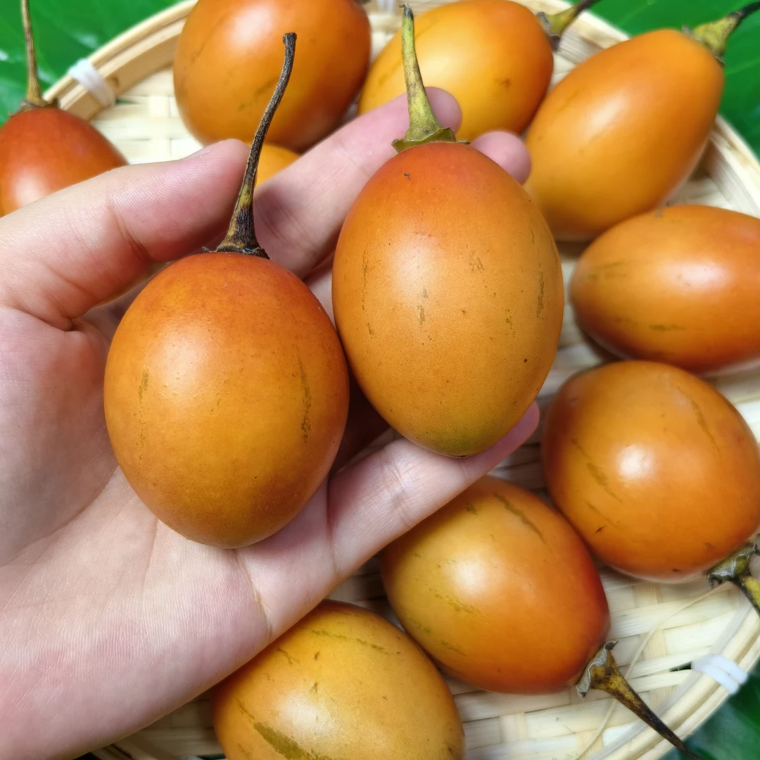 云南德宏洋酸茄树酸茄大树番茄小番茄菜调味菜凉拌炒肉配料