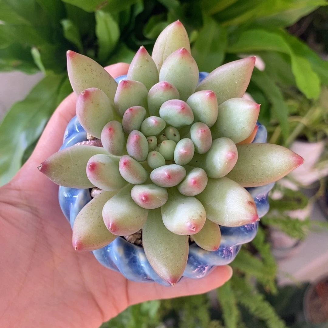 实拍，所见所得，带盆土发货