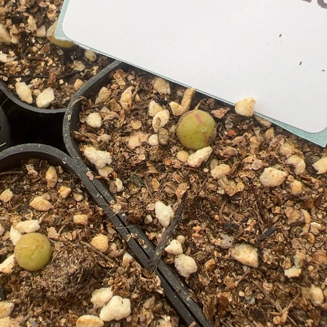 19-19量拍园艺985猪蹄小苗一颗