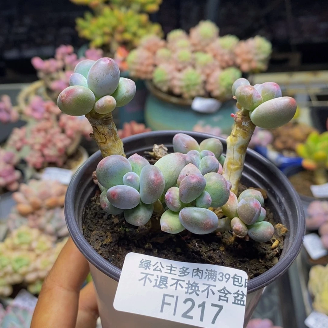 217苹果奶多肉7c m