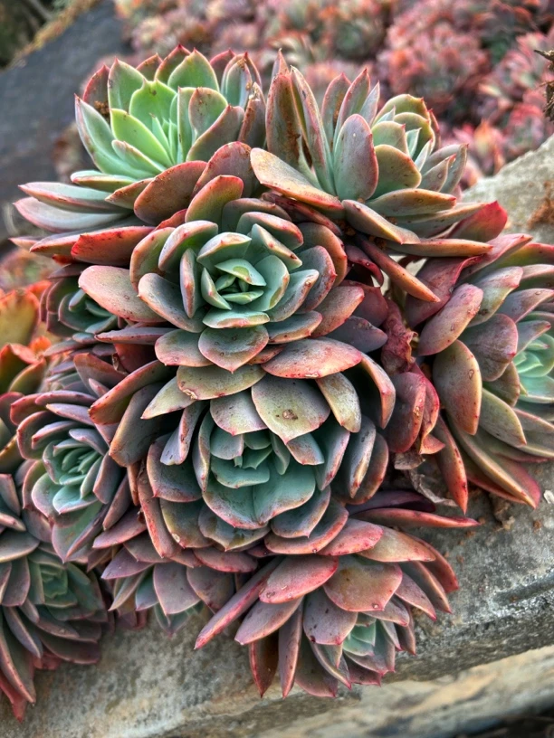 多头手捧绮罗多肉 一单包邮 轻微断枝不售后