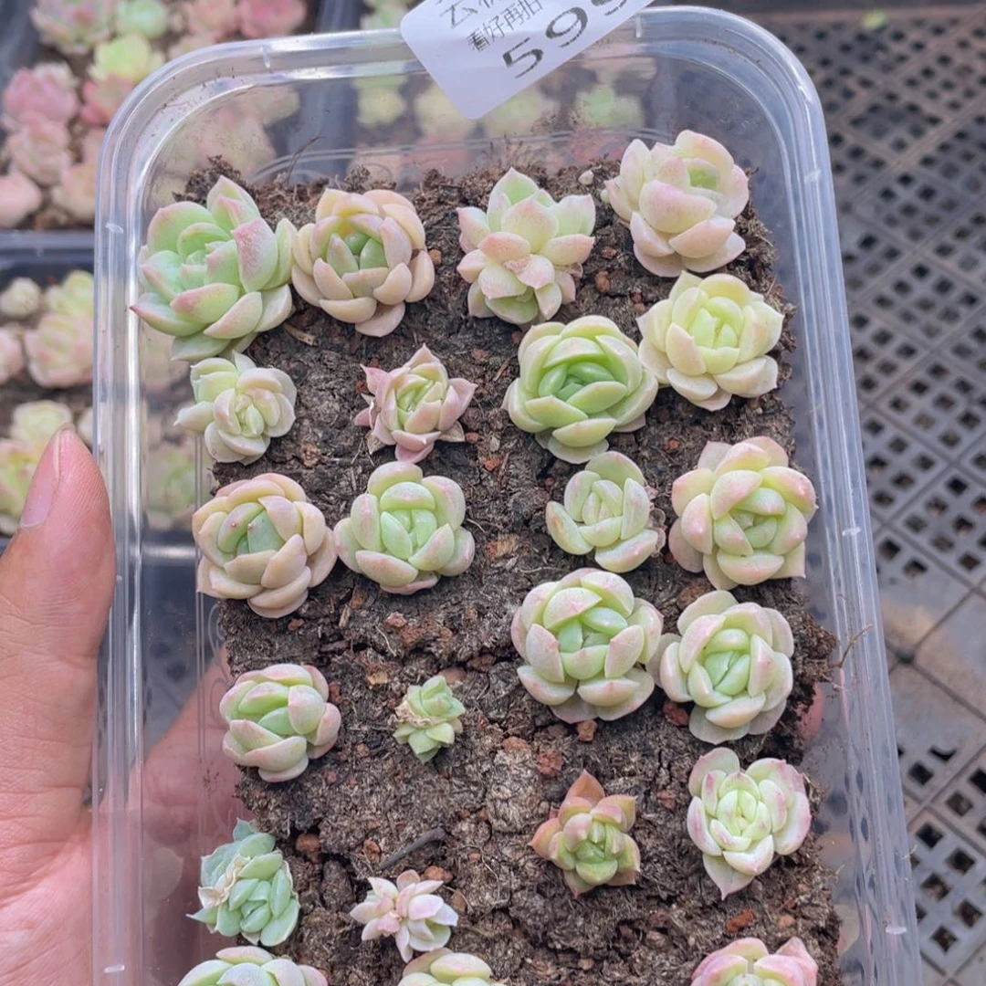 云糖心多肉植物599