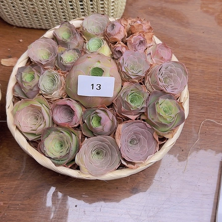 D***a山地玫瑰多肉植物山地13