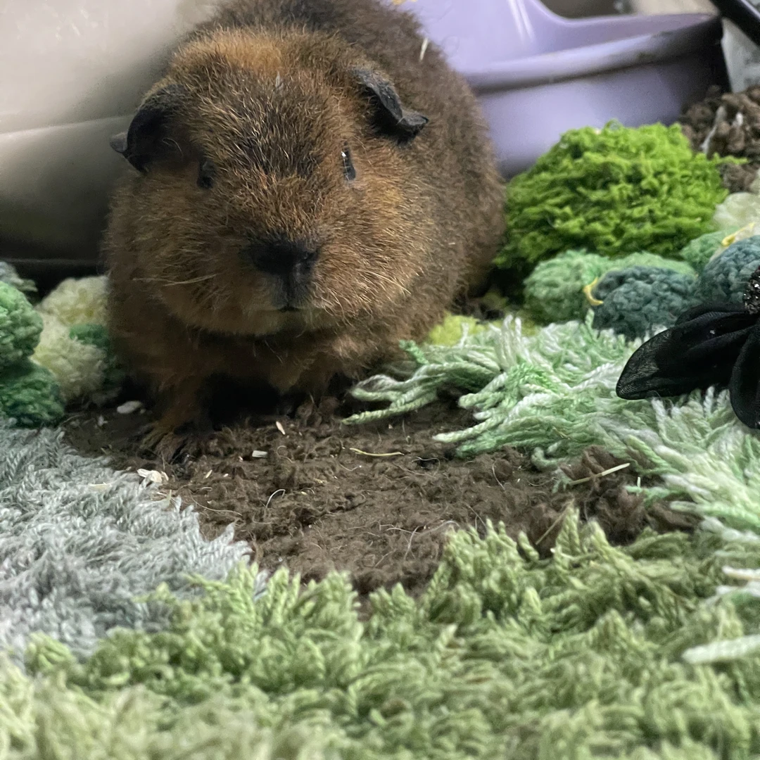 美泰荷兰猪猪豚鼠弟弟活体宠物链接， 2号小袋子猪