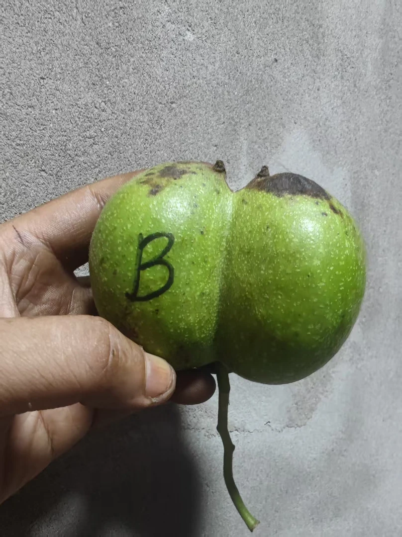 大沽石文玩核桃..