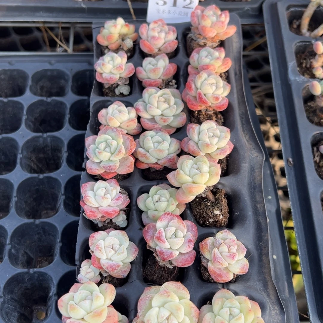 512号 冰玉穴盘到手21颗 默认微瑕呲不售后