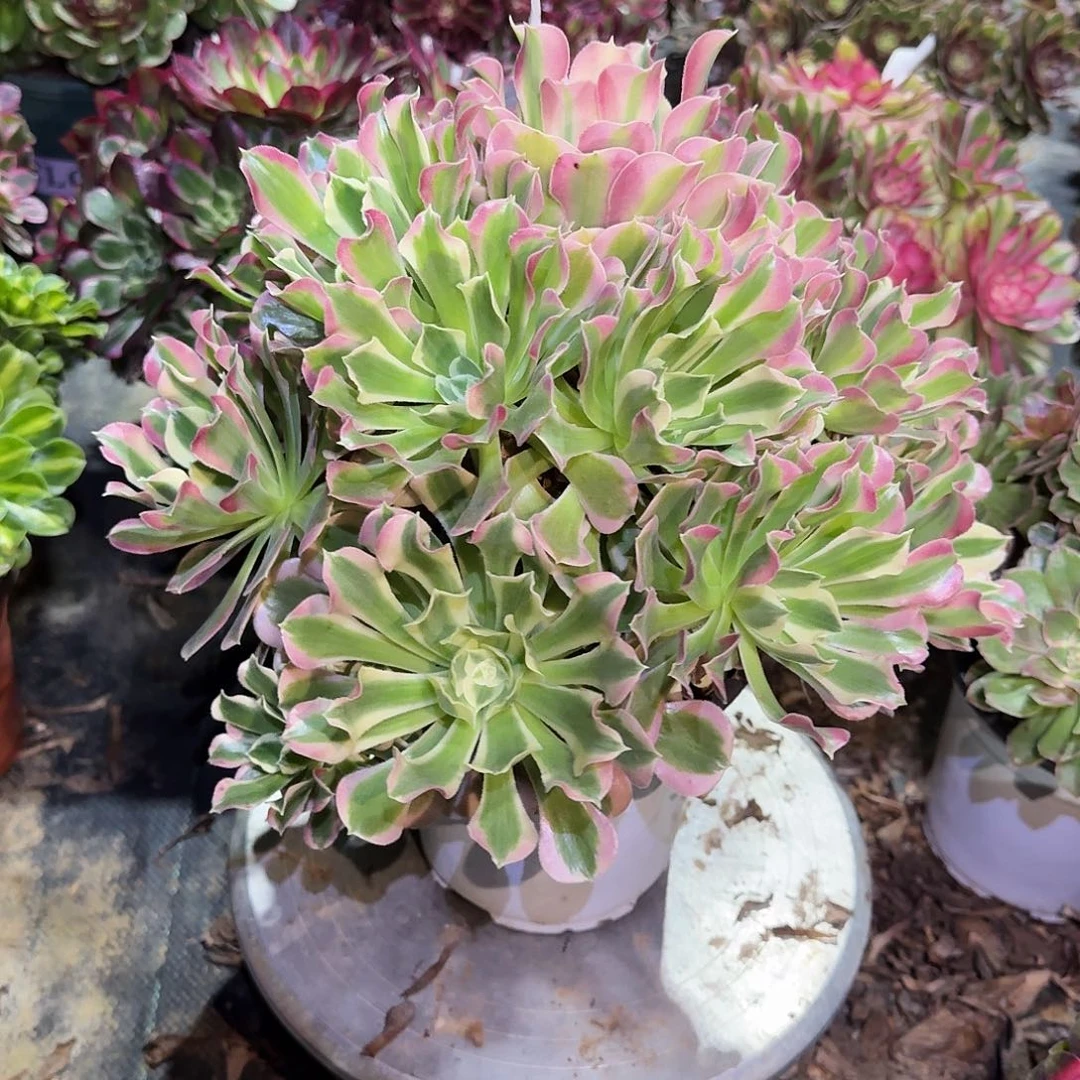 多肉植物白凤0605