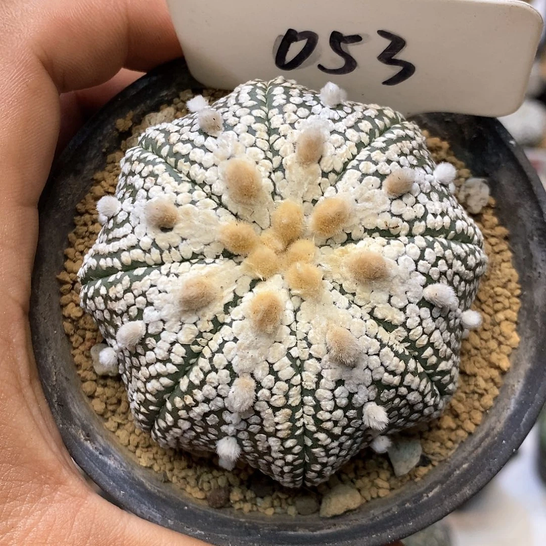 053奇迹福利特价咯啦