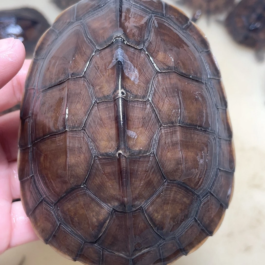 宠物龟不分公母大青尾磨圆