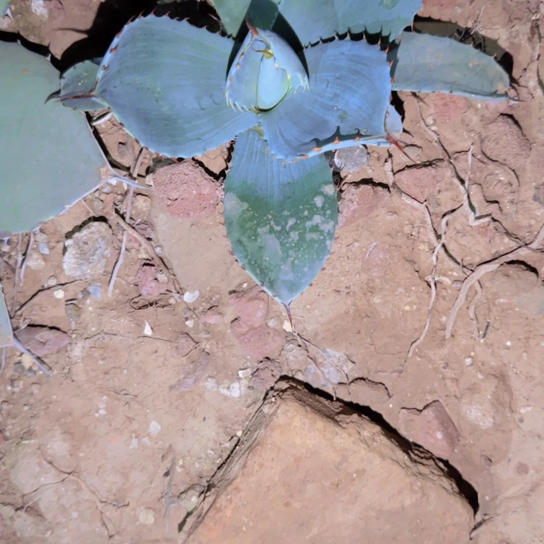 远*块根植物块根植物