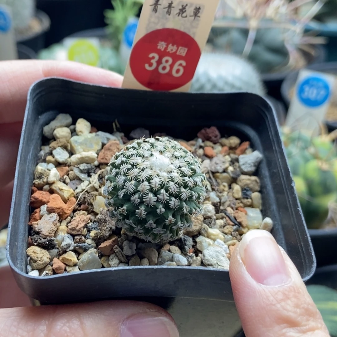 实生雪顶海胆娇丽2.4cm